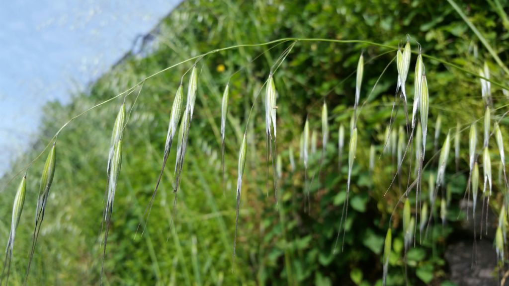 Avena barbata Pott. ex Link (Poaceae)